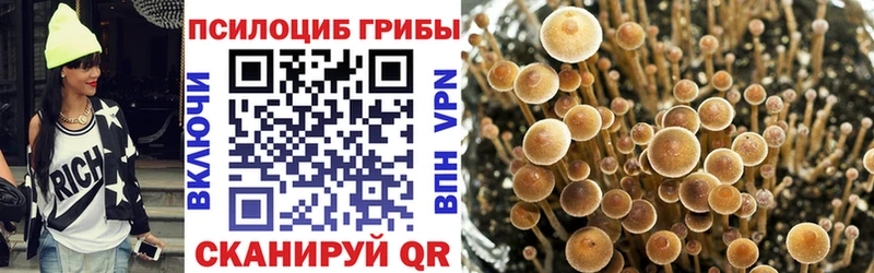 Псилоцибиновые грибы Psilocybine cubensis  сколько стоит  Злынка 